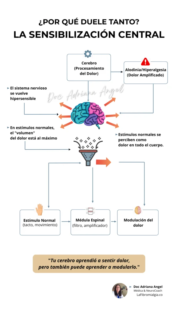 Infografía sobre la sensibilización central en la fibromialgia por la Doc Adriana Angel